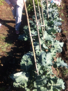 image-20111116132043.png