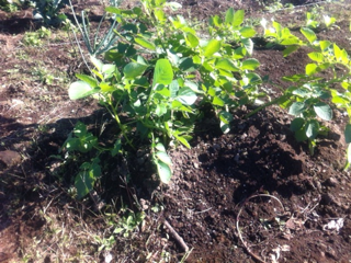 image-20111116132115.png