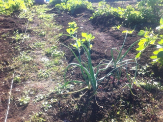 image-20111116132133.png